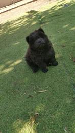 chow chow puppy's: no 1 grijs teefje beschikbaar, België, Particulier, 8 tot 15 weken, Teef