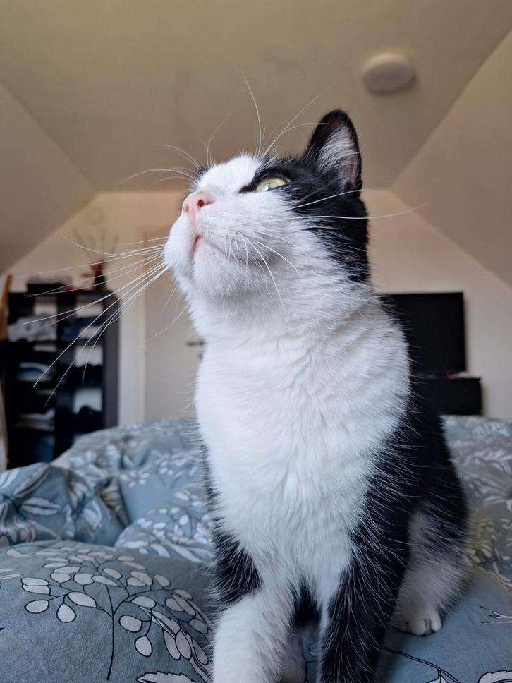 Mannelijke kat, Dieren en Toebehoren, Katten en Kittens | Dekkaters