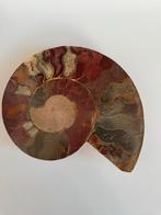 Grote fossiel ammoniet - 22 cm, Verzamelen, Ophalen of Verzenden, Fossiel