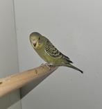 Jonge grasparkiet vrouw, Dieren en Toebehoren, Vogels | Parkieten en Papegaaien, Vrouwelijk, Parkiet, Geringd