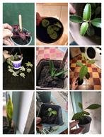 Allerlei stekjes, Madagaskar jewel, Irisene bloodleaf, etc, Ophalen of Verzenden, Halfschaduw, Minder dan 100 cm