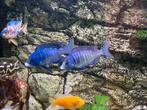 Malawi: koppel Placidochromis Phenochilus Mdoka White Lips, Dieren en Toebehoren, Vissen | Aquariumvissen, Vis