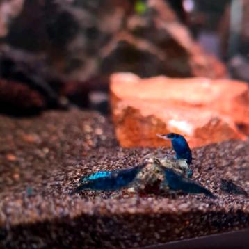 🔵🦐💙Te koop! €1,00 per stuk "Blue Dream" garnalen💙🦐🔵 beschikbaar voor biedingen