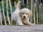 Golden Retriever pups, Golden retriever, Nederland, CDV (hondenziekte), 8 tot 15 weken