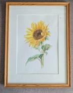 Te koop: handgeschilderde aquarel van zonnebloem, Ophalen, Minder dan 50 cm, Oorspronkelijke maker, Zo goed als nieuw