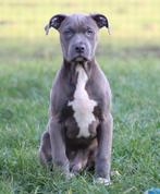 Amerikaanse Stafford pups, Dieren en Toebehoren, Parvo, België, 8 tot 15 weken, American Staffordshire Terriër