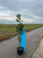 Pyrus call. ‘Chanticleer’, Ophalen, Lente, Volle zon, Overige soorten