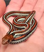 Koppel Thamnophis sirtalis tetrataenia 2025, Slang, 0 tot 2 jaar