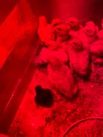 Kuikens te koop, Dieren en Toebehoren, November, Geslacht onbekend
