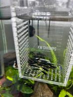 Garnalen. Diverse kleuren, Dieren en Toebehoren, Vissen | Aquariumvissen, Kreeft, Krab of Garnaal