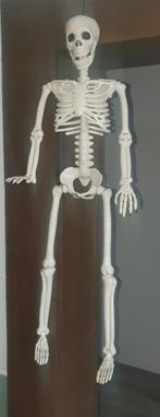 Skelet - 90cm Griezeldecoratie, Ophalen of Verzenden, Nieuw, Versiering, Halloween of Griezel