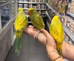 Gezocht jonge vogels om tam te maken., Meerdere dieren, Dwergpapegaai of Agapornis, Tam