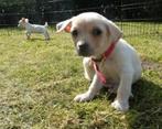 Jackrussel mix boomer pups, Dieren en Toebehoren, Honden | Niet-rashonden, Meerdere, Klein, 8 tot 15 weken, Meerdere dieren