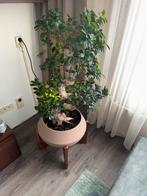 Bonsai inclusief pot, Huis en Inrichting, Ophalen of Verzenden, Zo goed als nieuw