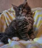 Maine coon kittens, Dieren en Toebehoren, Katten en Kittens | Raskatten | Langhaar, Kater, Ontwormd, 0 tot 2 jaar