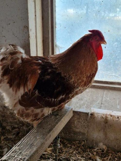 WYANDOTTE  GEEL-WIT GEZOOMD GROOT, Dieren en Toebehoren, Pluimvee, Kip, Meerdere dieren