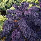 Te koop: zaailingen en stekken 1-jarigen en vaste planten, Tuin en Terras, Planten | Tuinplanten, Ophalen, Zomer, Overige soorten