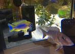 Aulonocara Mamelela Lemon Jake Malawi Cichliden, Vis, Zoetwatervis