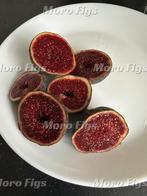 Vijgenboom italian black 2 jaar oud, Tuin en Terras, Planten | Fruitbomen, Minder dan 100 cm, Lente, Volle zon, In pot