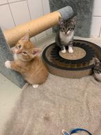 Super lieve Kittens, Dieren en Toebehoren, Katten en Kittens | Overige Katten, Meerdere dieren, Kortharig, 0 tot 2 jaar
