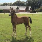 Luxe tuigpaard veulen hengst!, Dieren en Toebehoren, Paarden, Minder dan 160 cm, Niet van toepassing, 0 tot 2 jaar, Hengst