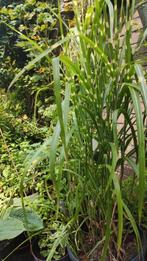 Zebragras, Tuin en Terras, Planten | Tuinplanten, Ophalen, Zomer, Overige soorten, Volle zon