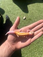 0.1 luipaardgekko w&y red stripe bell albino, Dieren en Toebehoren, Hagedis, Tam, 0 tot 2 jaar