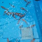 Goudwinde 20-25 cm  €20.00 per stuk, Dieren en Toebehoren, Vissen | Vijvervissen, Baars of Goudwinde