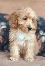 Prachtige Mini Doodle Pups 🩵💗, Dieren en Toebehoren, Honden | Chihuahua's en Gezelschapshonden, Nederland, Overige rassen, CDV (hondenziekte)