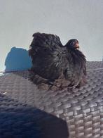 2 hennen zwart cochin kriel  cochinkriel Leeftijd 2024, Dieren en Toebehoren, Vrouwelijk, Kip