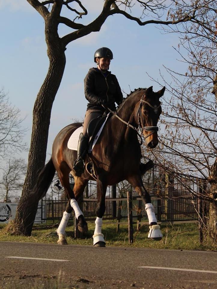 Fok merrie, Dieren en Toebehoren, Paarden en Pony's | Dekhengsten en Fokmerries, Merrie