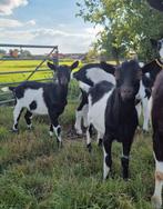 Mooie bonte geit en/of (dek) bok, Dieren en Toebehoren, Schapen, Geiten en Varkens, Meerdere dieren, Geit