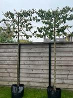 Sier peer Pyrus calleryana 'Chanticleer' lei vorm, Tuin en Terras, Planten | Bomen, Leiboom, Halfschaduw, Lente, 250 tot 400 cm