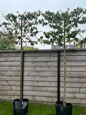 Sier peer Pyrus calleryana 'Chanticleer' lei vorm beschikbaar voor biedingen