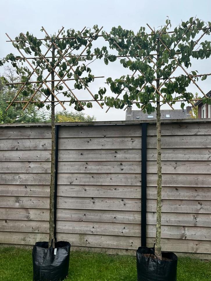 Sier peer Pyrus calleryana 'Chanticleer' lei vorm, Tuin en Terras, Planten | Bomen, Leiboom, 250 tot 400 cm, Halfschaduw, Lente