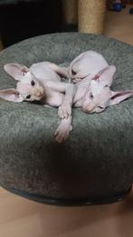 Canadese Sphynx babykatjes, Dieren en Toebehoren, Katten en Kittens | Raskatten | Korthaar, Meerdere dieren, Ontwormd, 0 tot 2 jaar