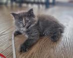 Ragdoll x Maine coon kitten, Dieren en Toebehoren, Poes, Gechipt, 0 tot 2 jaar