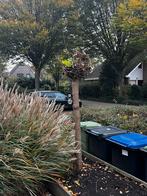 Bolcatalpa - Zelf uitgraven, Tuin en Terras, Planten | Bomen, 100 tot 250 cm, Zomer, Ophalen, Volle zon
