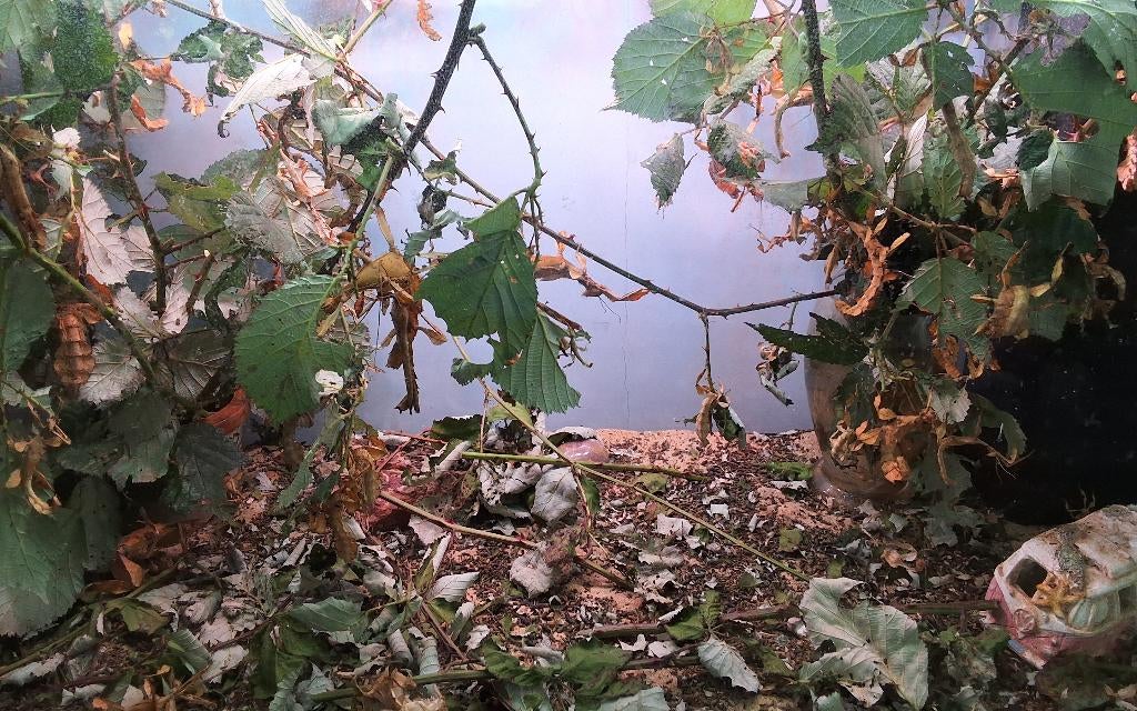 Ik heb nog mooi wandelde takken gratis, Ophalen, Tak, Plant, Rots of Steen