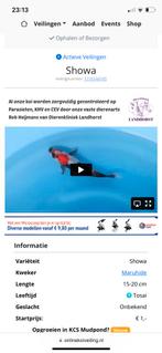 Showa €25 kweker maruhide 25 cm en EU koi €9, Dieren en Toebehoren, Vissen | Vijvervissen, Karper of Koi