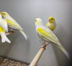 Geel mozaïek kanaries, Dieren en Toebehoren, Vogels | Kanaries, Meerdere dieren, Kleurkanarie