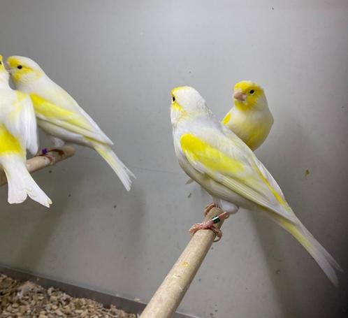 Geel mozaïek kanaries, Dieren en Toebehoren, Vogels | Kanaries, Kleurkanarie, Meerdere dieren