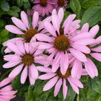 Zaden zonnehoed roze (Echinacea purpurea ‘Magnus’), Ophalen of Verzenden, Voorjaar, Volle zon, Zaad