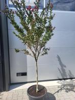 Lagerstroemia op stam, Tuin en Terras, Planten | Bomen, 100 tot 250 cm, Zomer, Ophalen, Volle zon