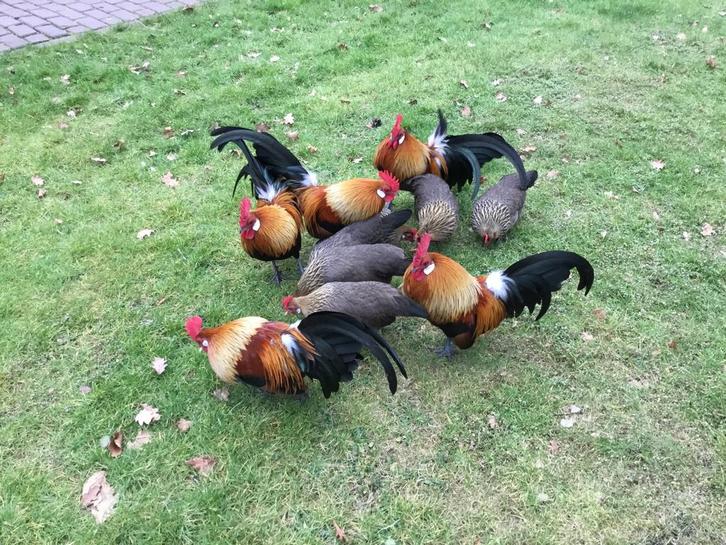 Broedeieren Hollandse kriel kleurslag patrijs, Dieren en Toebehoren, Pluimvee, Kip, Meerdere dieren