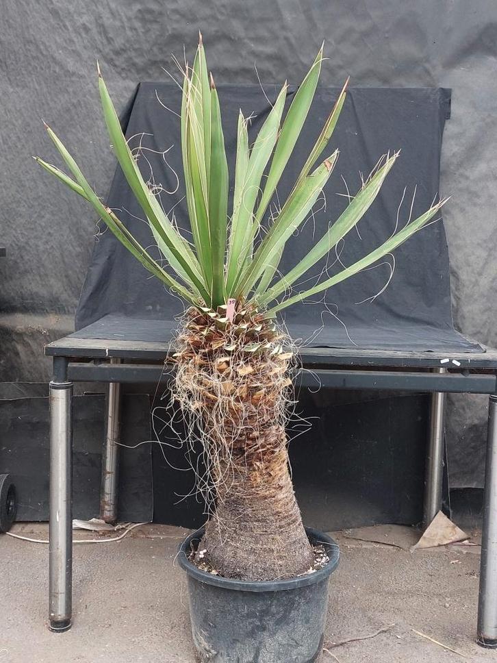 Yucca carnerosana 38, hoogte 150 cm, stam 70 cm, Tuin en Terras, Planten | Tuinplanten, Vaste plant, Overige soorten, Volle zon