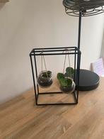 Pannenkoekplantjes in industriële houder, Tuin en Terras, Planten | Tuinplanten, Overige soorten, Vaste plant, Ophalen of Verzenden