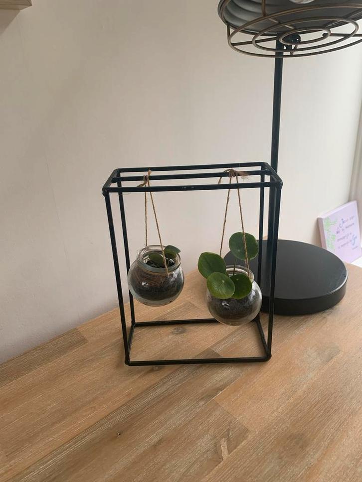 Pannenkoekplantjes in industriële houder, Tuin en Terras, Planten | Tuinplanten, Vaste plant, Overige soorten, Halfschaduw, Bloeit niet