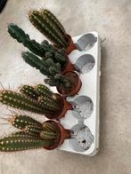Verschillende soorten cactussen, Vaste plant, Overige soorten, Ophalen, Volle zon