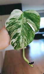 Monstera variegata stek, Ophalen, Halfschaduw, Minder dan 100 cm